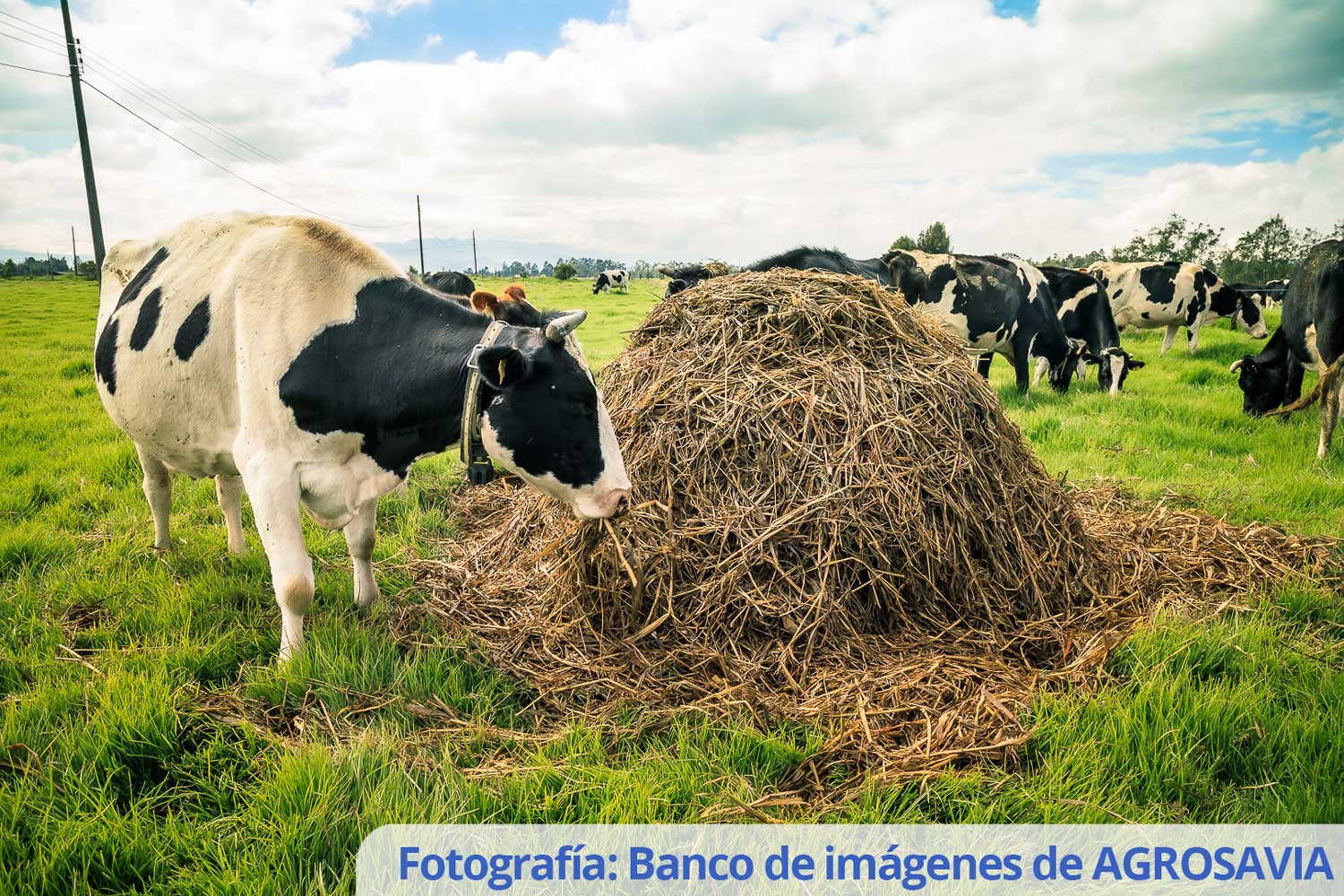 Banco De Imágenes AGROSAVIA (2)