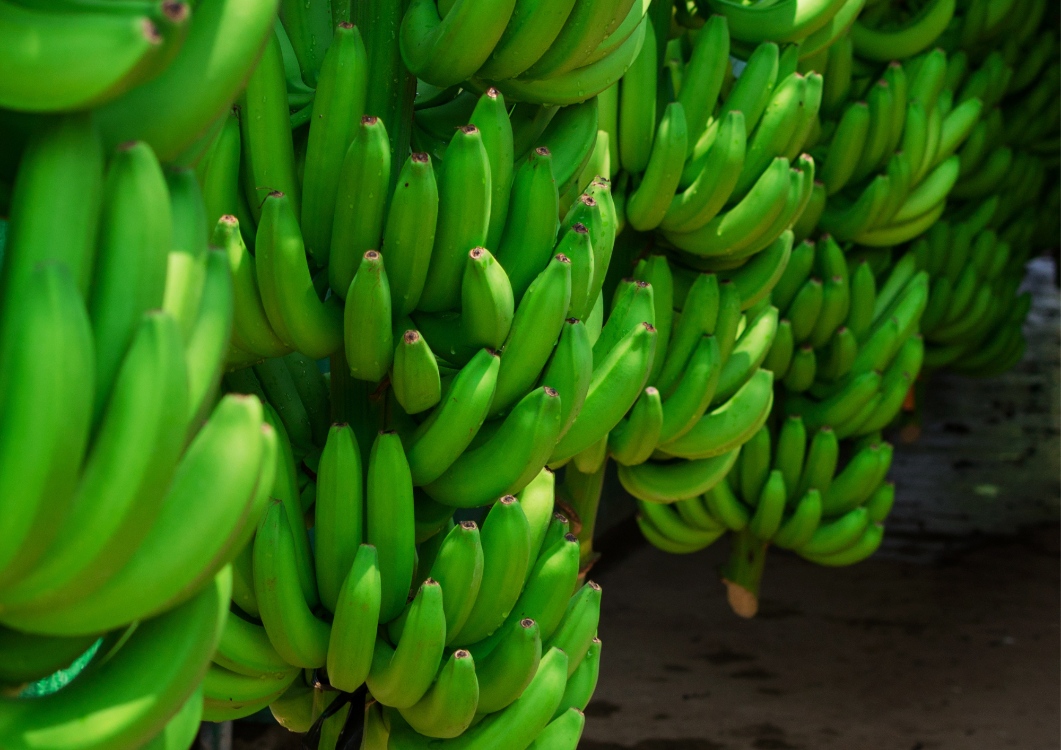 Identifican genes clave para mejorar calidad y productividad en el cultivo de plátanos y bananos