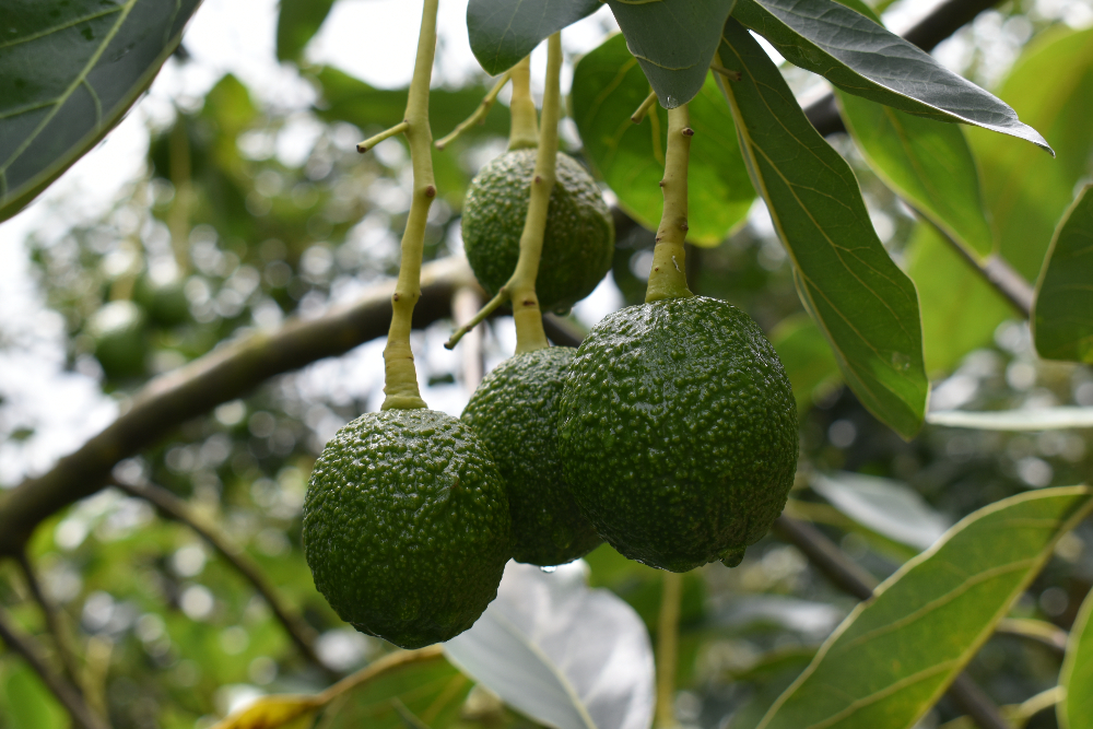 Caracterización morfológica de aguacates criollos