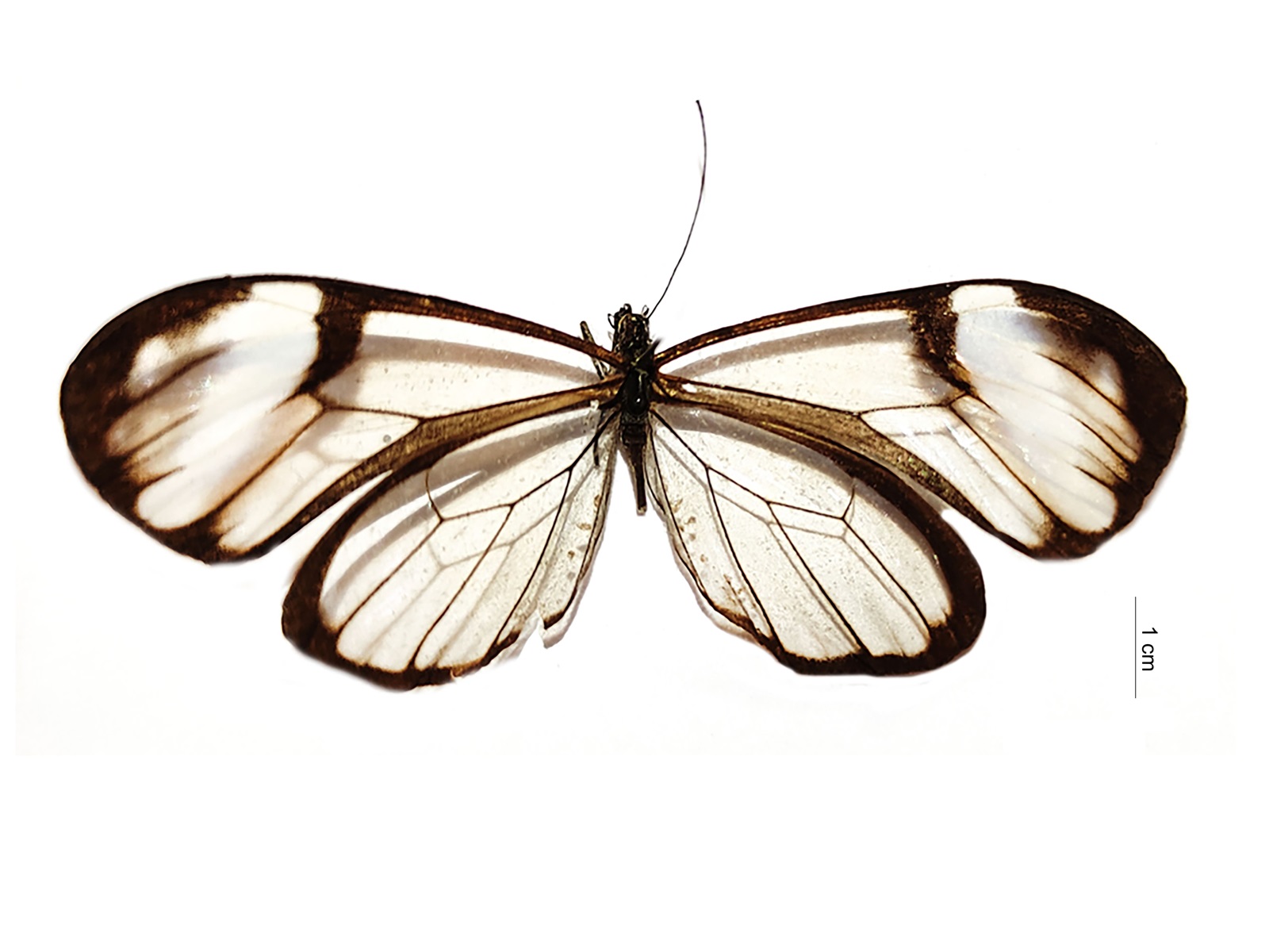 Greta andromica (Hewitson, 1854) 