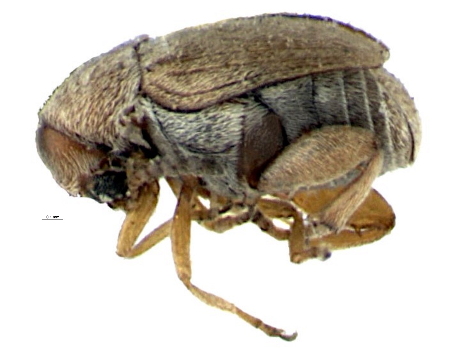 Acanthoscelides caroni Johnson, 1990