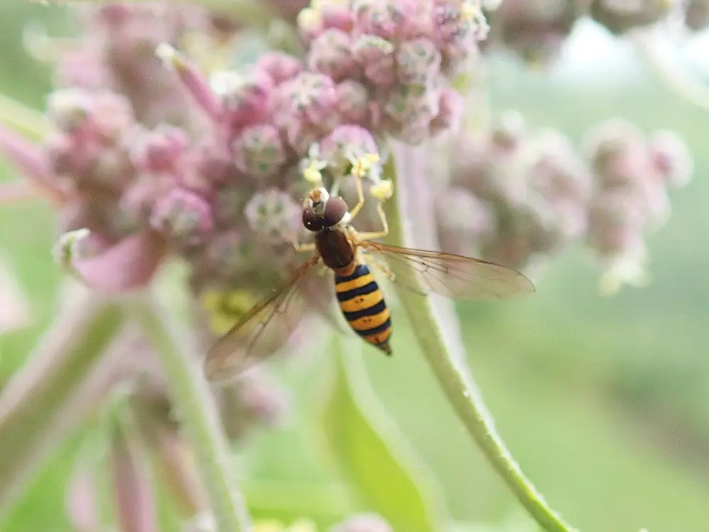 Más allá de las abejas