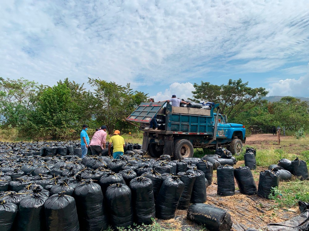 AGROSAVIA entregó 213 toneladas de ensilaje a los productores en el Caribe Seco colombiano 