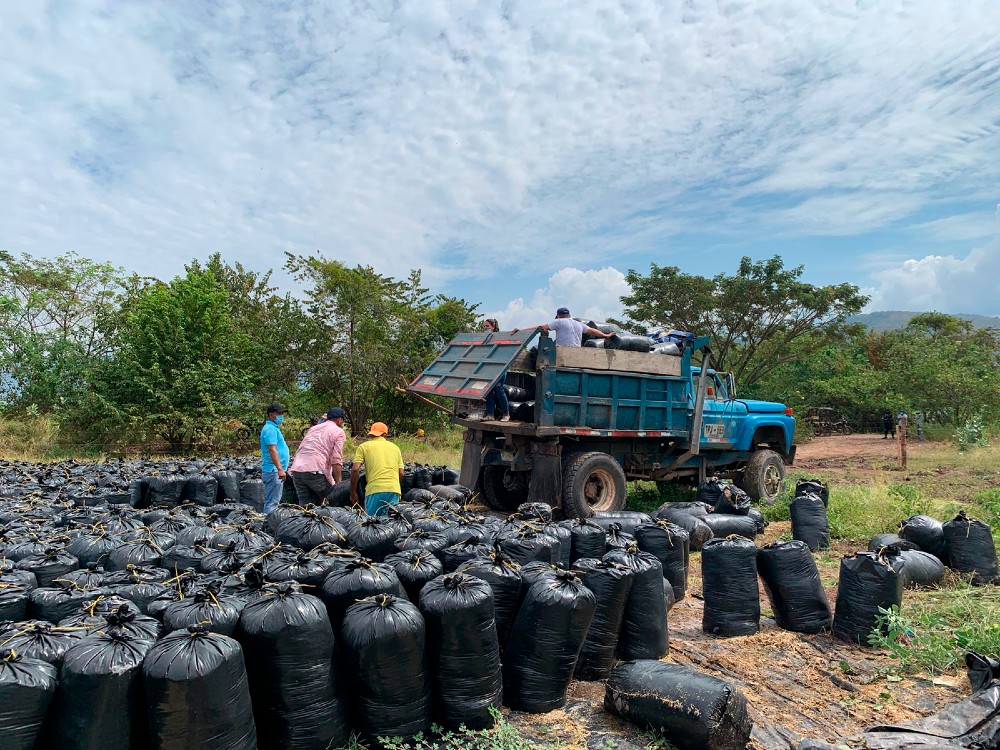 AGROSAVIA entregó 213 toneladas de ensilaje a productores en el Caribe Seco