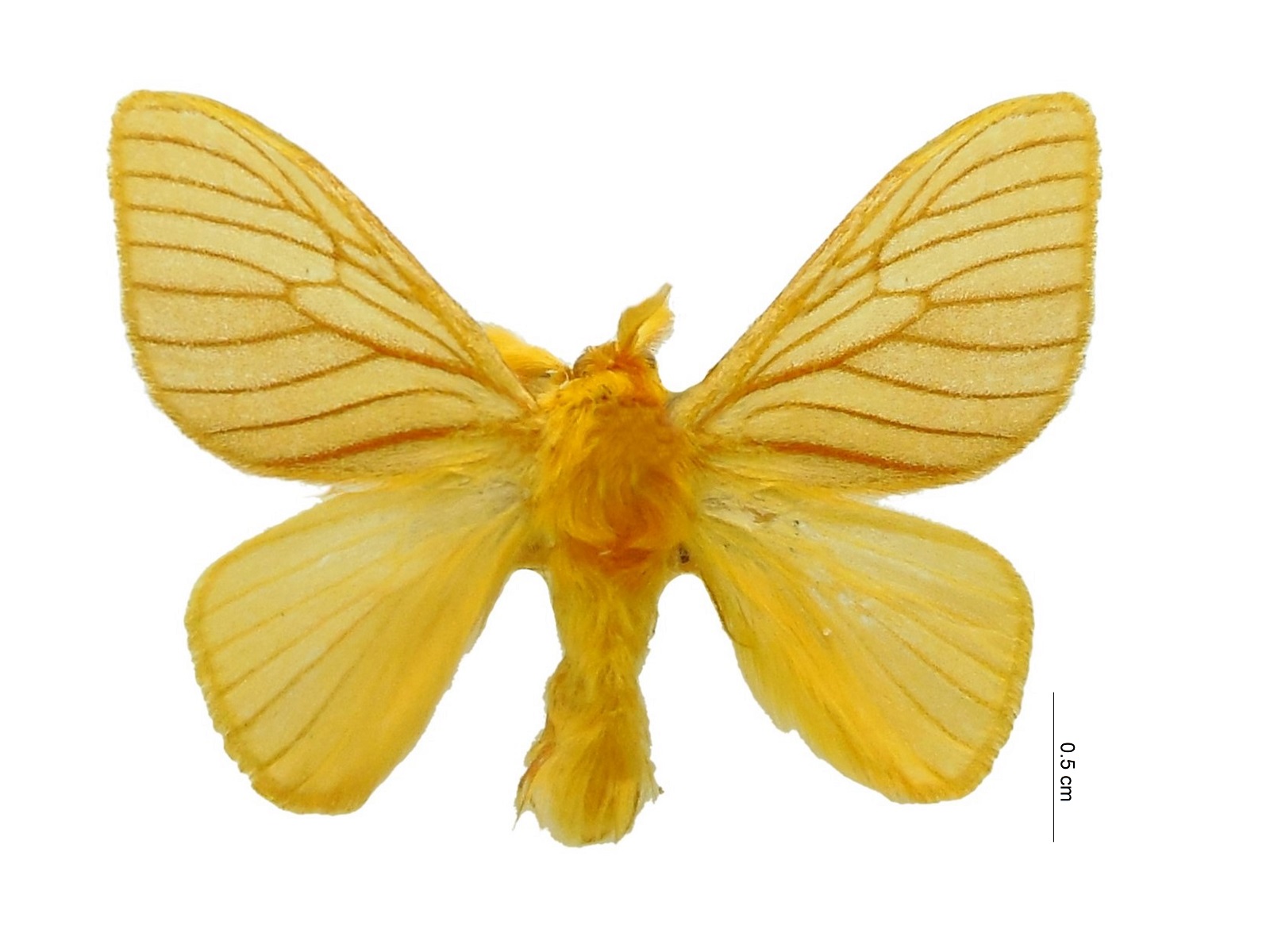 Acraga moorei Dyar, 1898 