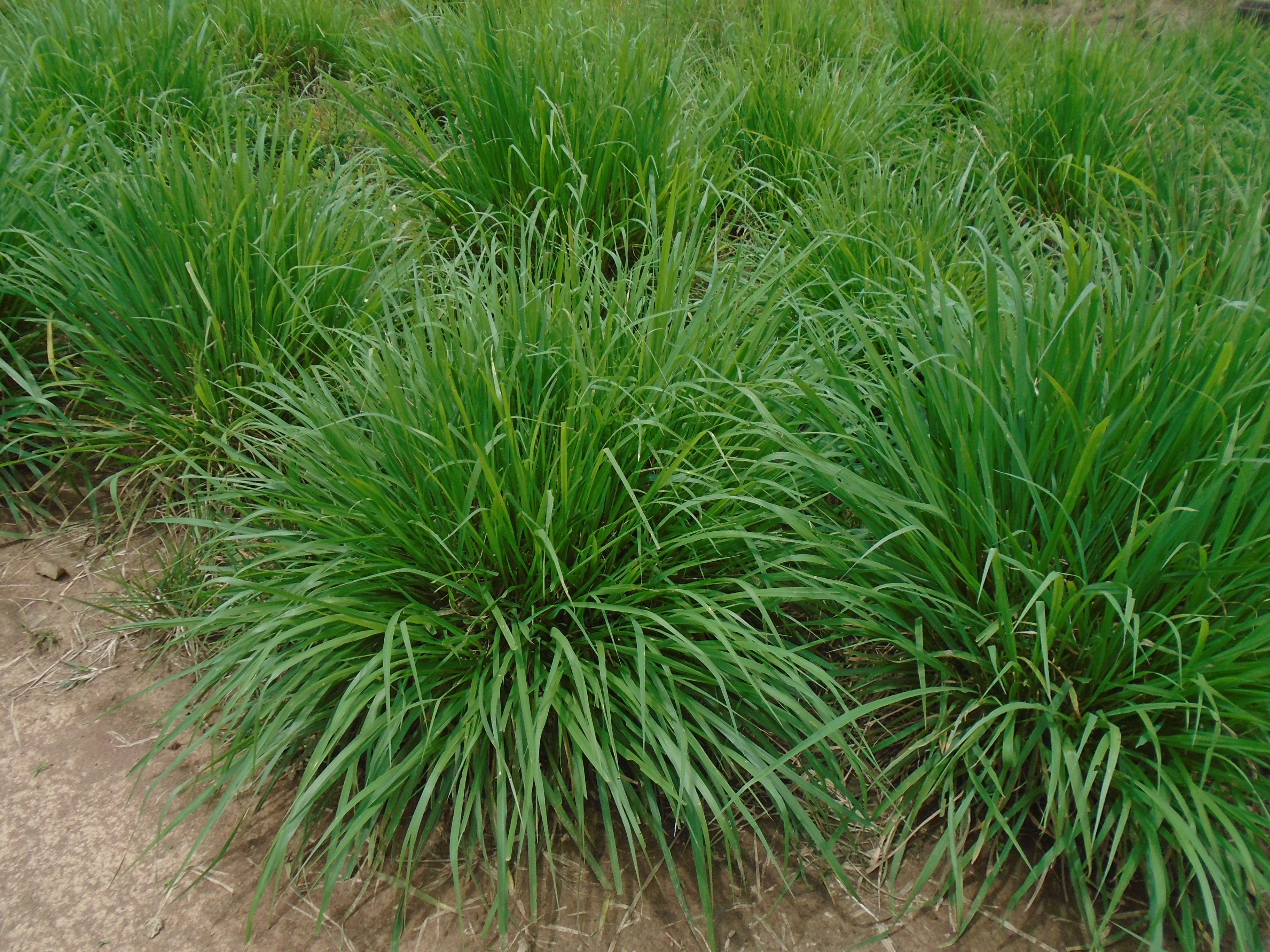 Plantas De Pasto Massai 1