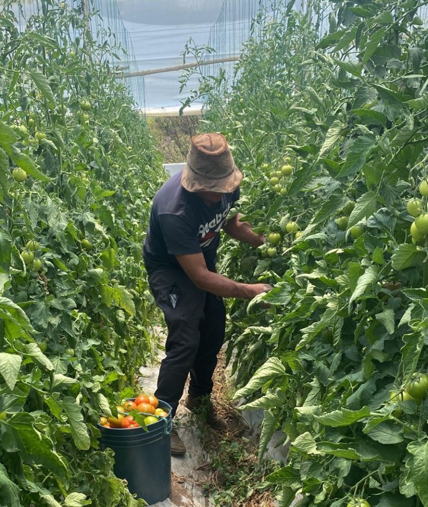 Cundinamarca Presenta Avances En Innovación Agropecuaria Y Agroindustrial3 AGROSAVIA