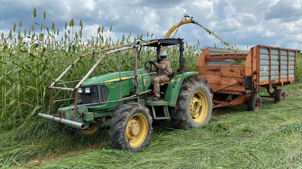 375 pequeños ganaderos serán beneficiados con entrega de sorgo JJT-18