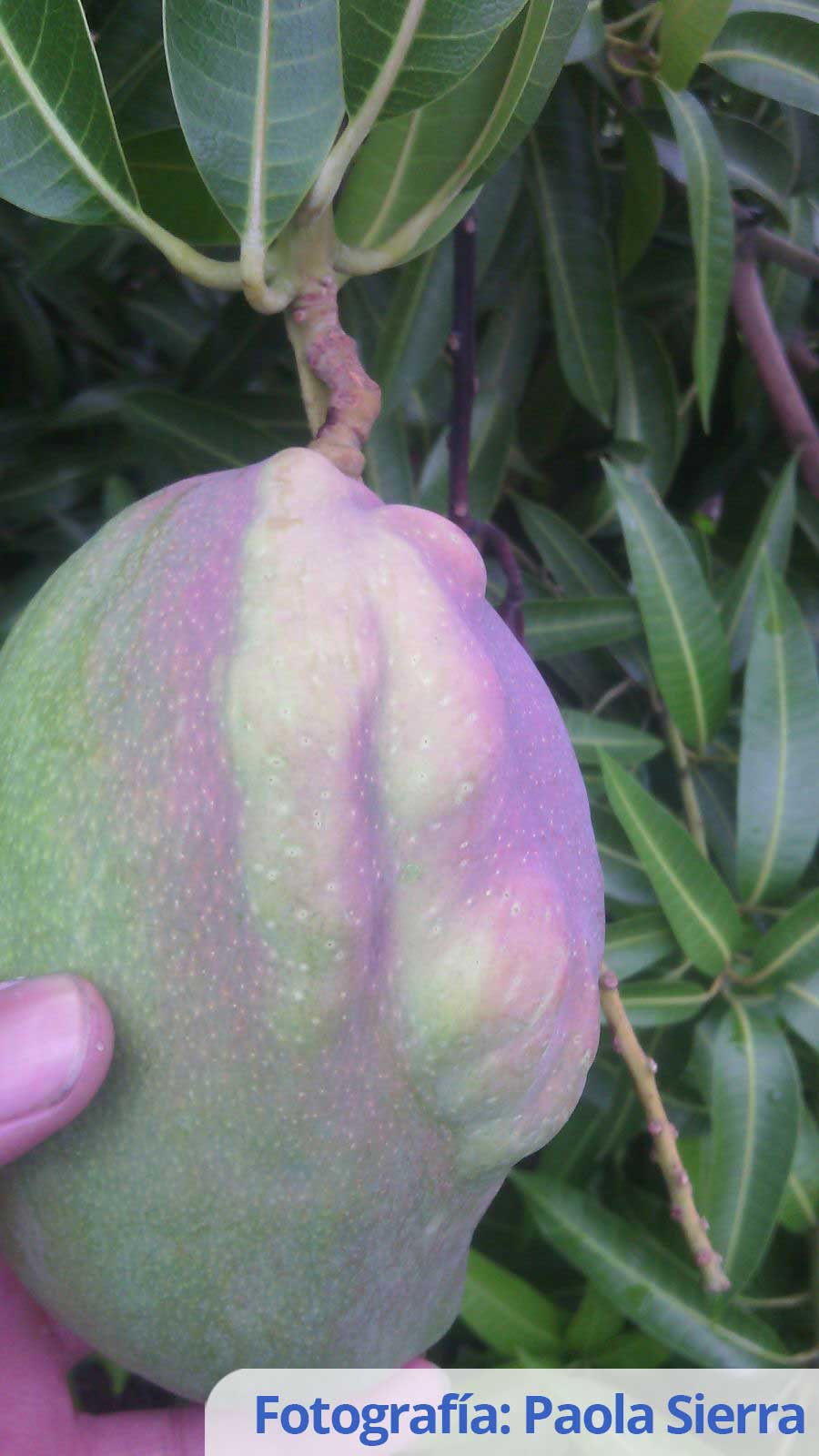 Recomendaciones en manejo de trips a través del uso de umbrales de acción en las variedades de mango Tommy y Yulima