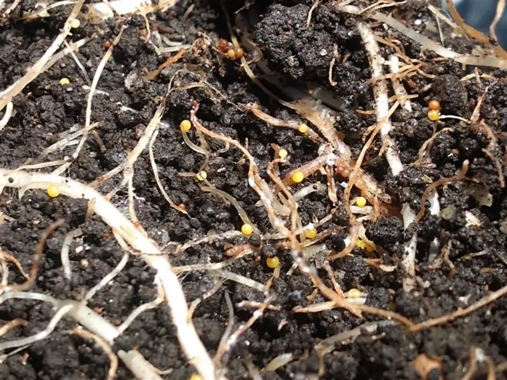 UIS y AGROSAVIA fortalecen la sanidad vegetal en Colombia