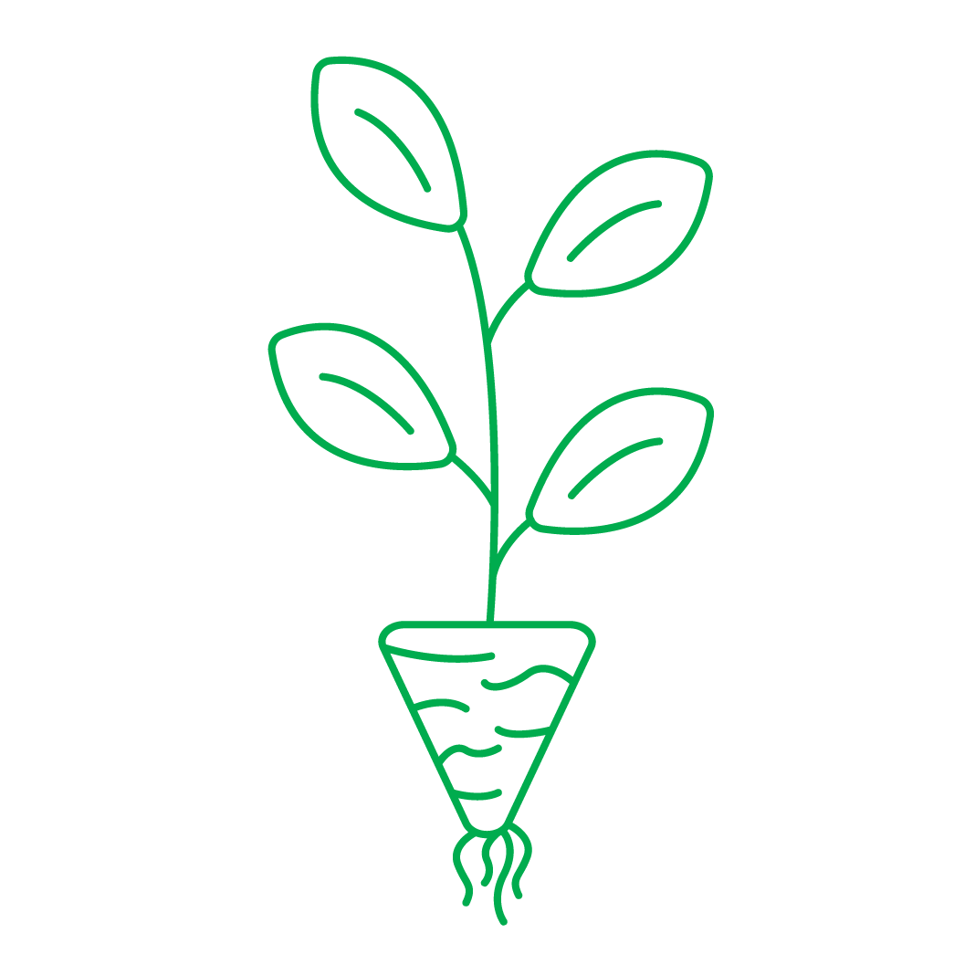 Plantulación Tomate