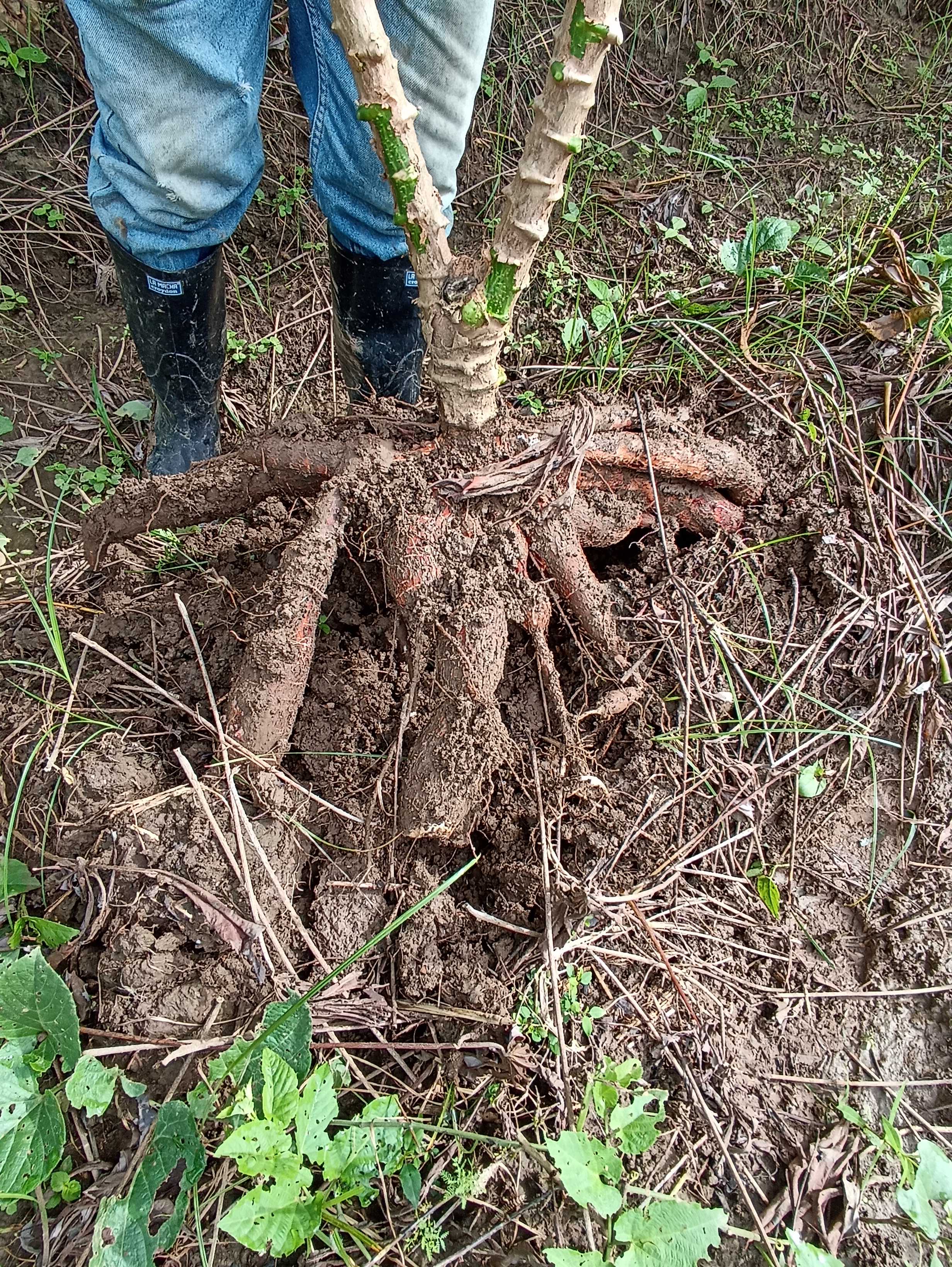 Variedad de yuca AGROSAVIA - SINUANA