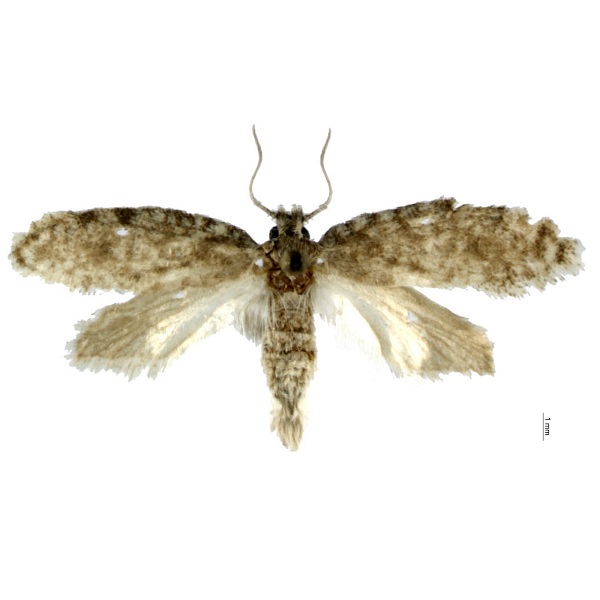 Tineidae