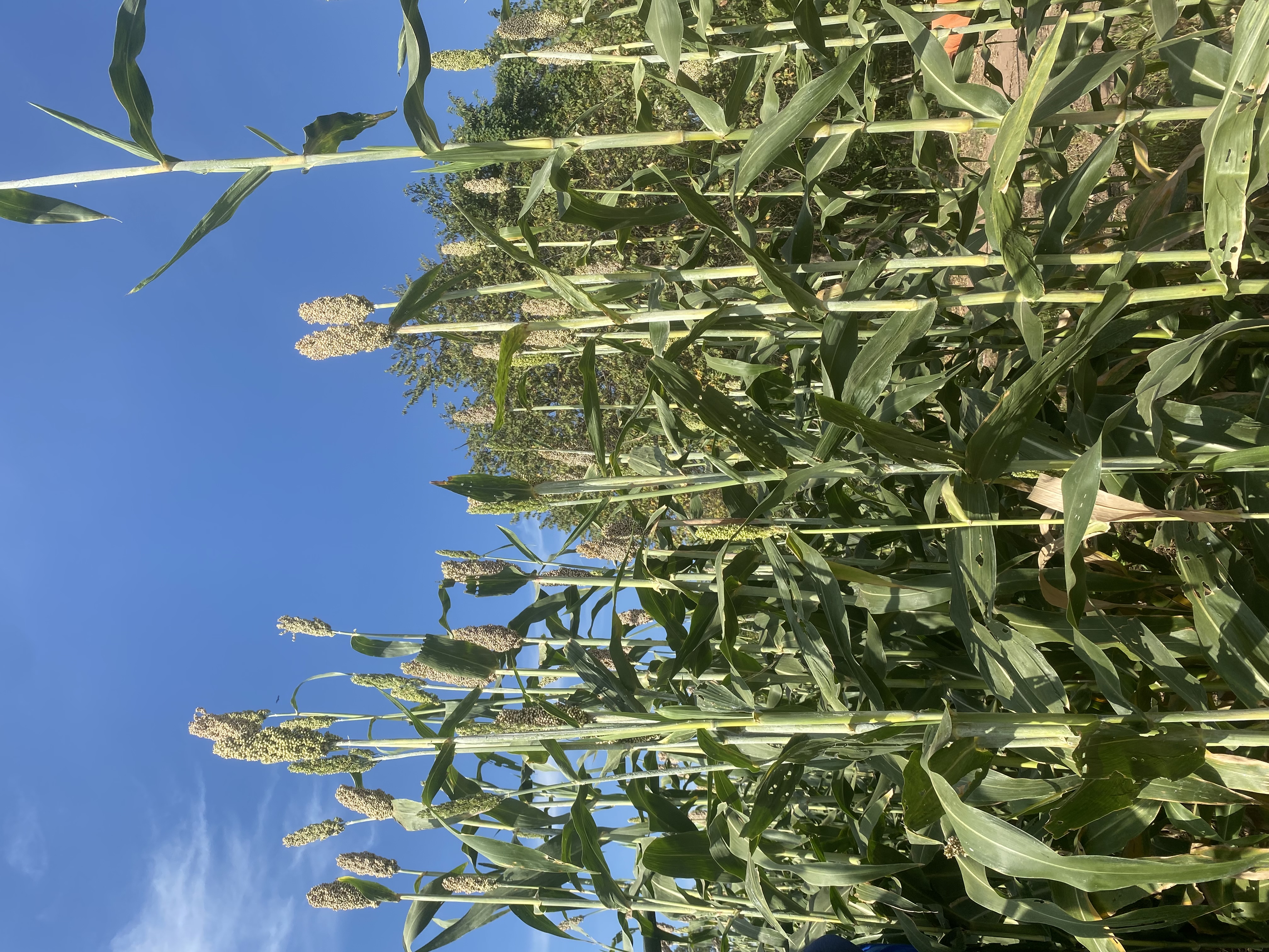 Plantas De Sorgo En Llenado De Grano Laura Restrepo