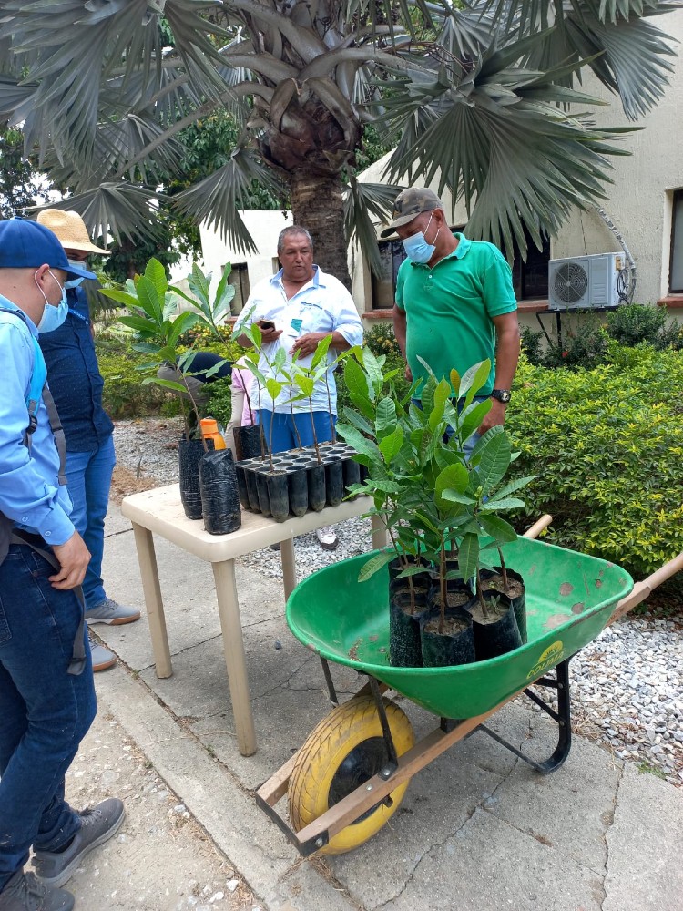 AGROSAVIA Brinda Acompañamiento Técnico Para Impulsar Cultivo De Marañón En La Región Caribe3 AGROSAVIA