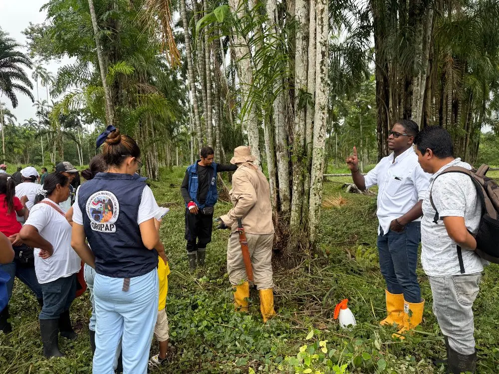 AGROSAVIA Fortalece La Conservación Y Producción De Chontaduro3 Fotor Webp