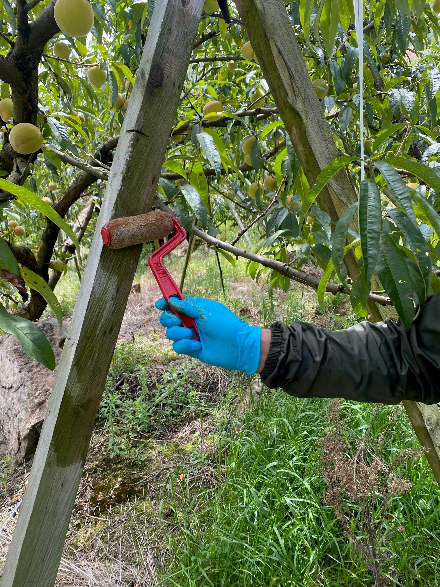 8. Aplicación Cebo Tóxico