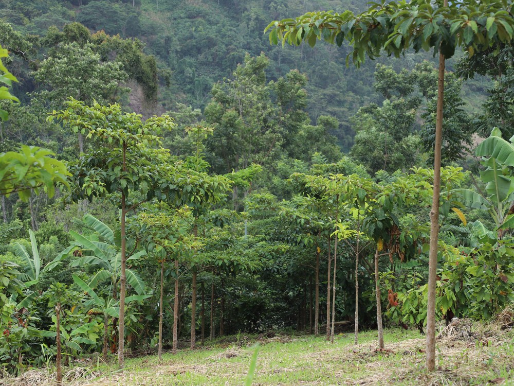 Investigadora AGROSAVIA Representa Latinoamérica Simposio5 AGROSAVIA