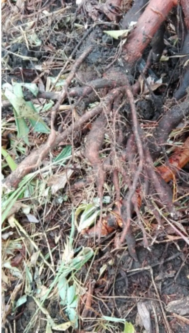 Cuerodesapo4 Fotor Webp