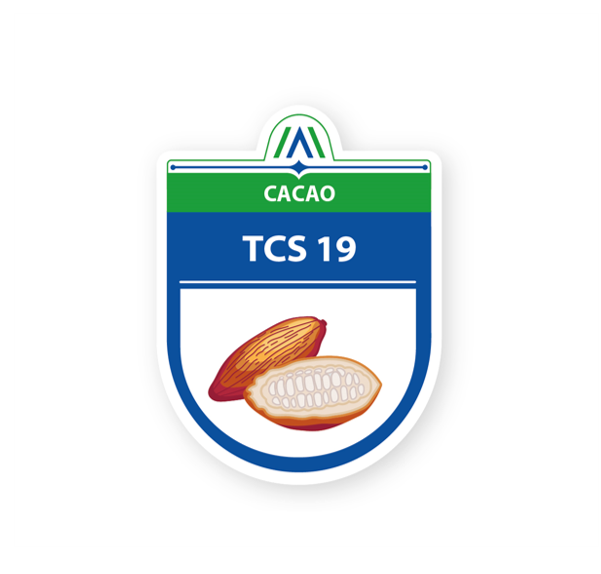 CORPOICA TCS 19 (Theobroma Corpoica La Suiza)