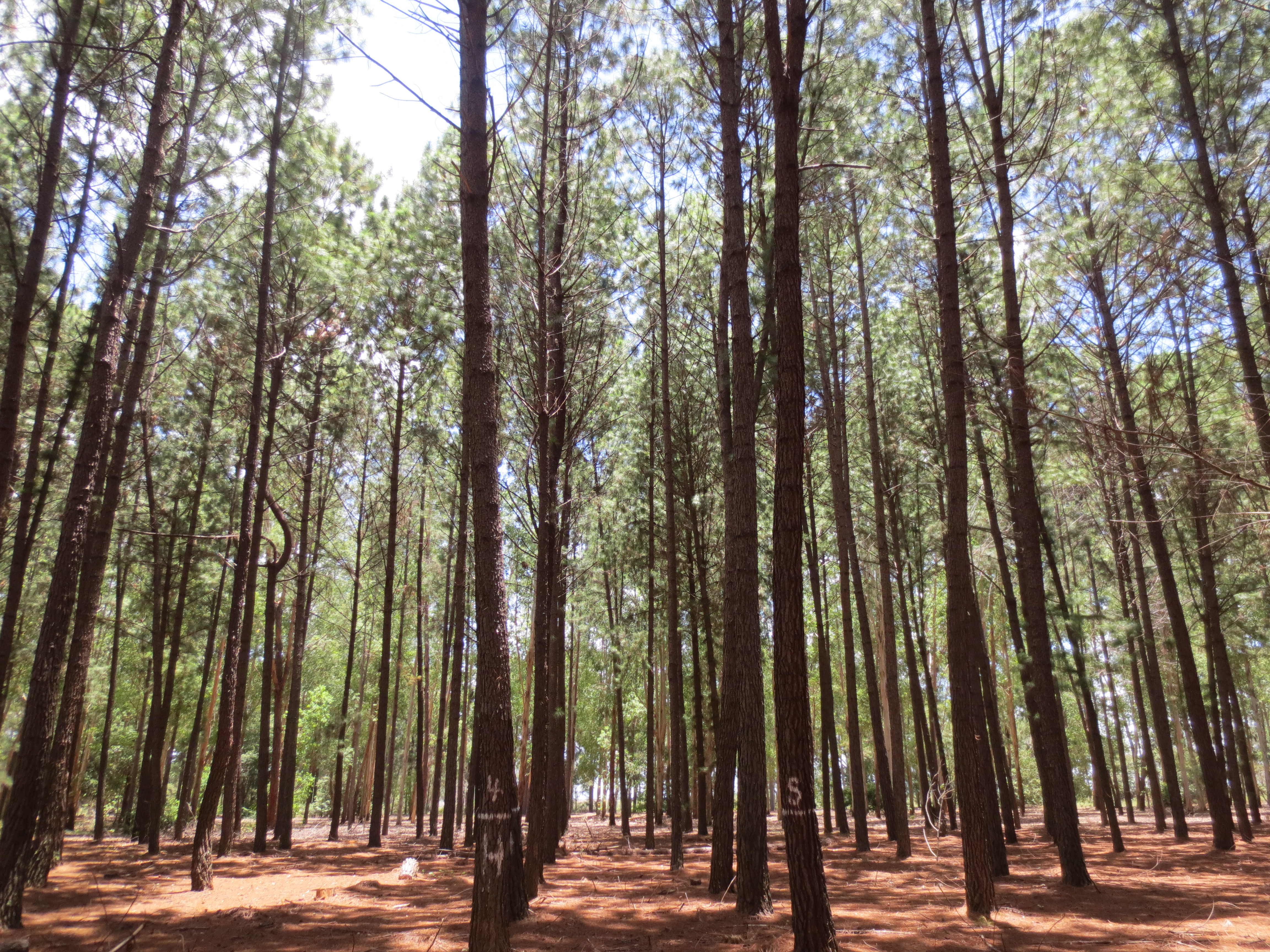 <p><em>Pinus caribaea</em> Morelet</p>