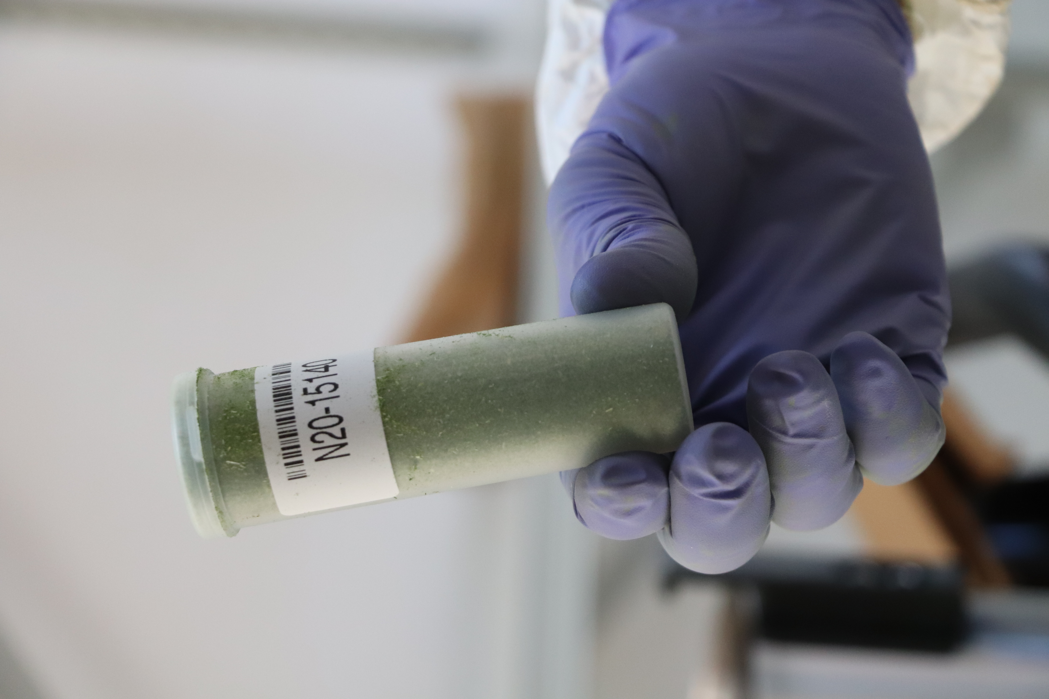 Muestra De Forraje Para Análisis De Metabolitos. Maria Elena Londoño. Agrosavia 2020