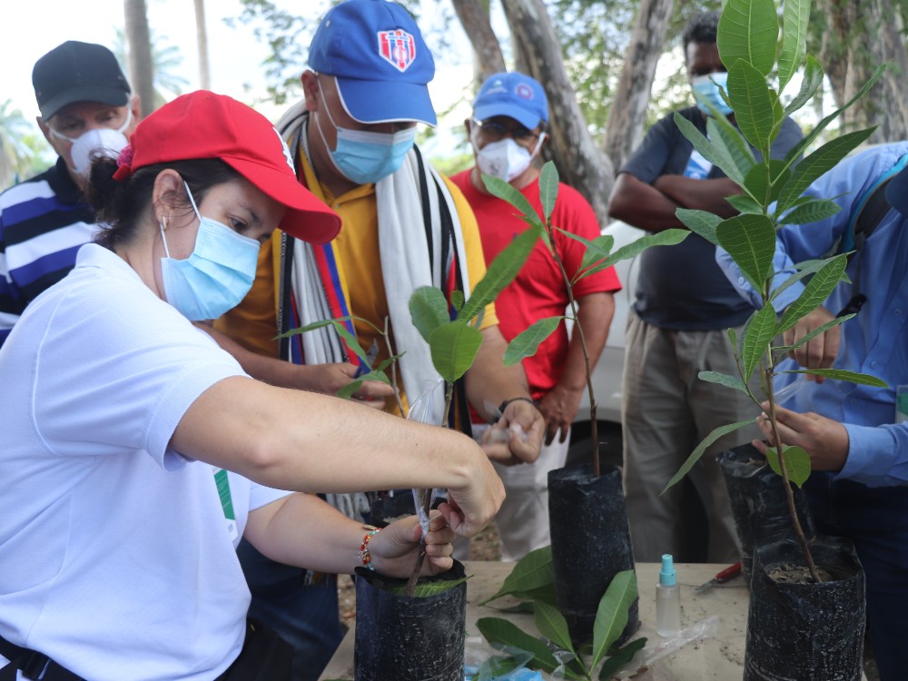 AGROSAVIA Brinda Acompañamiento Técnico Para Impulsar Cultivo De Marañón En La Región Caribe AGROSAVIA