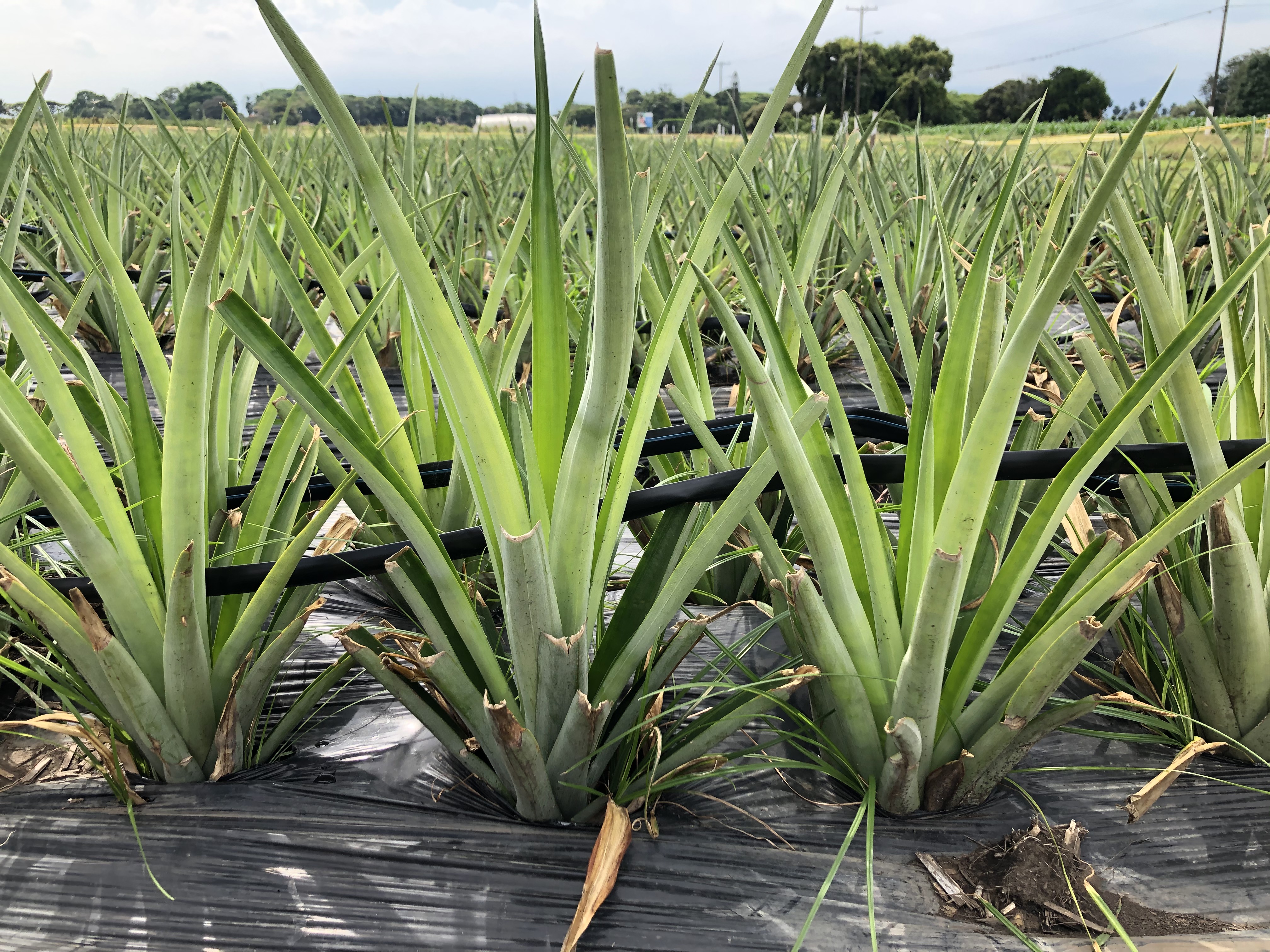 Producción de semilla de piña