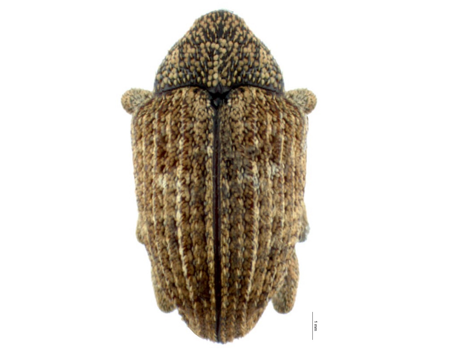 Eubulus sp. 