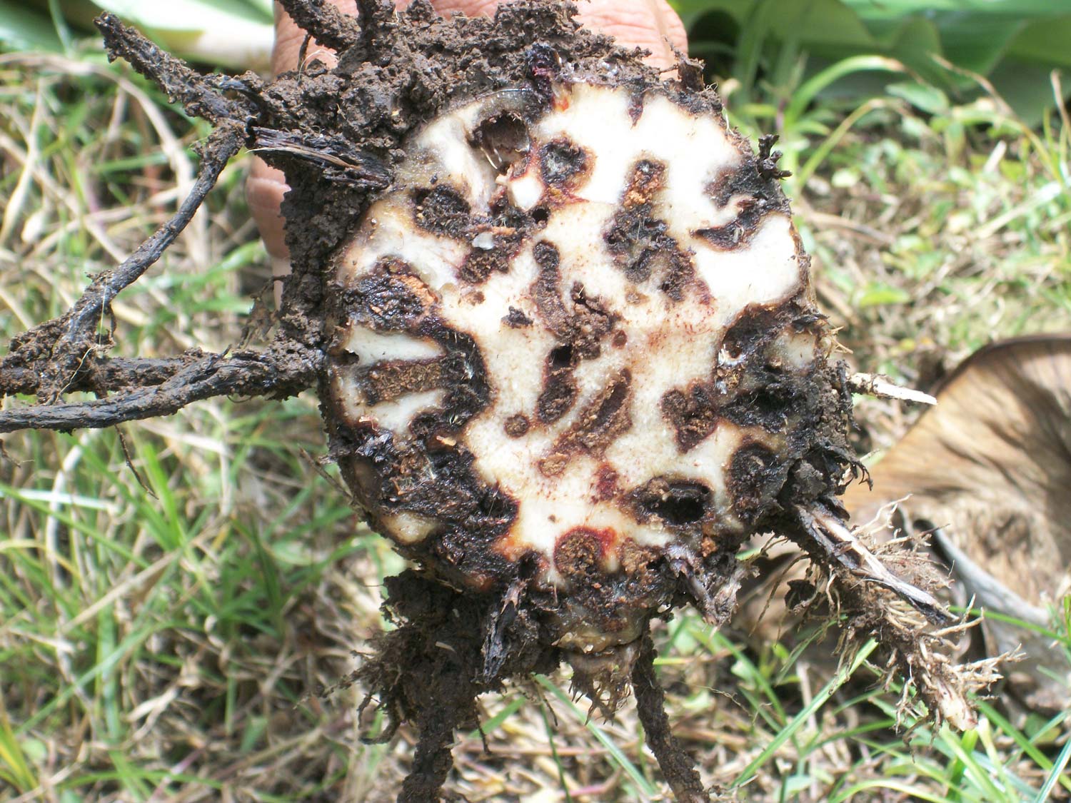 Recommendation for integrated weevil management for plantain production