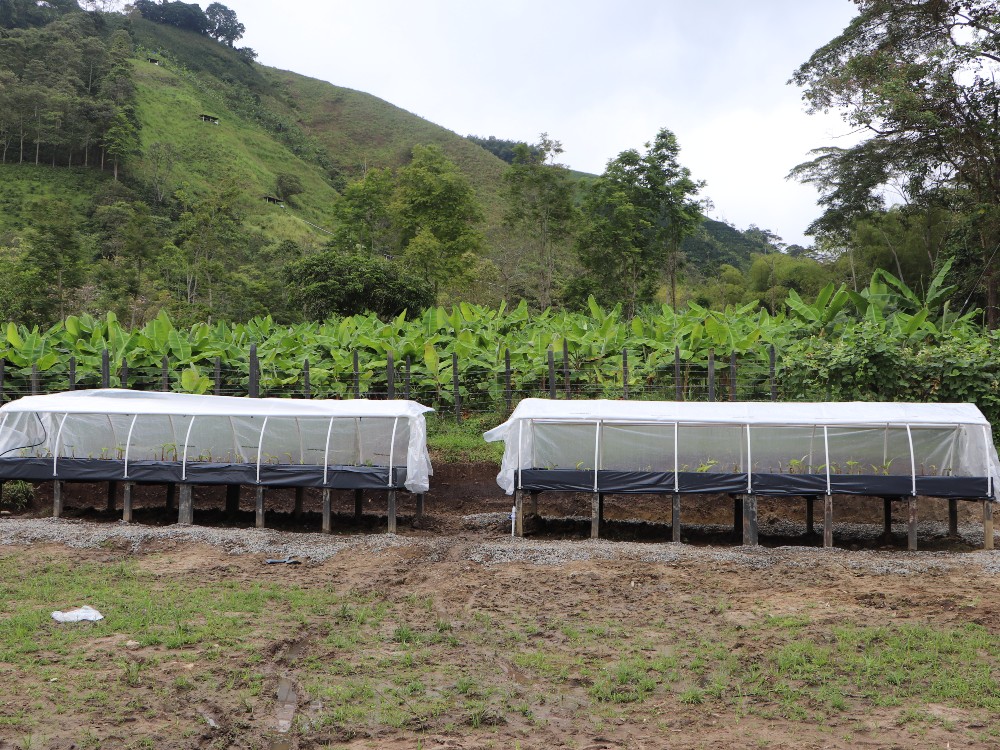 Proyecto Platano Beneficia4 AGROSAVIA