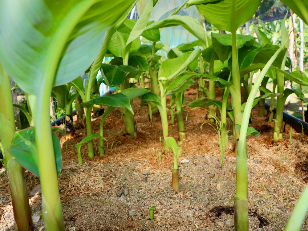 Putumayo Cosecha De Rebrostes4 AGROSAVIA