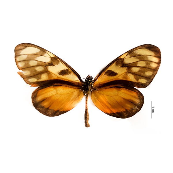 Dircenna jemina (Geyer, 1837) 