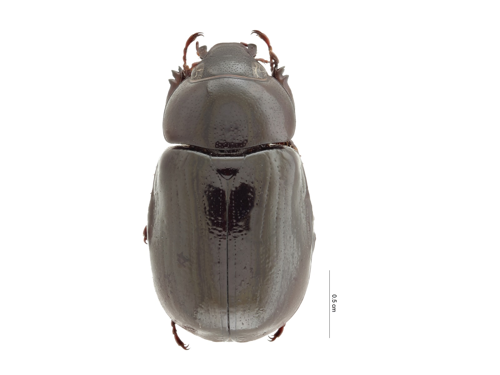 Cyclocephala arhuacana Neita, 2021 