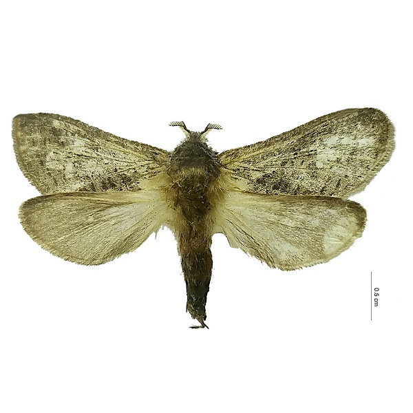 Hepialidae