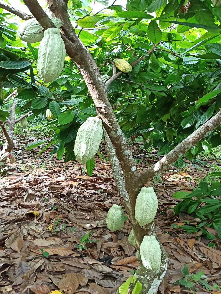 Investigación Revela Nuevas Bacterias En Suelos Cacaoteros De Antioquia Con Implicaciones Para La Mitigación Del Cadmio En Cacao2 AGROSAVIA