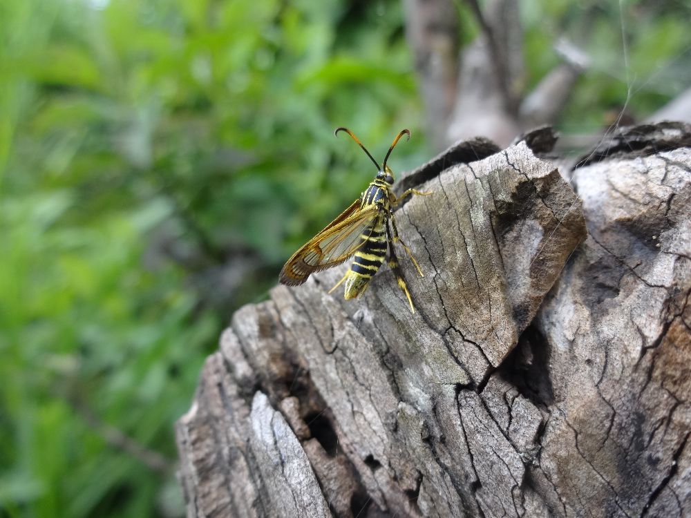 invstigación plaga guayaba en la ONU