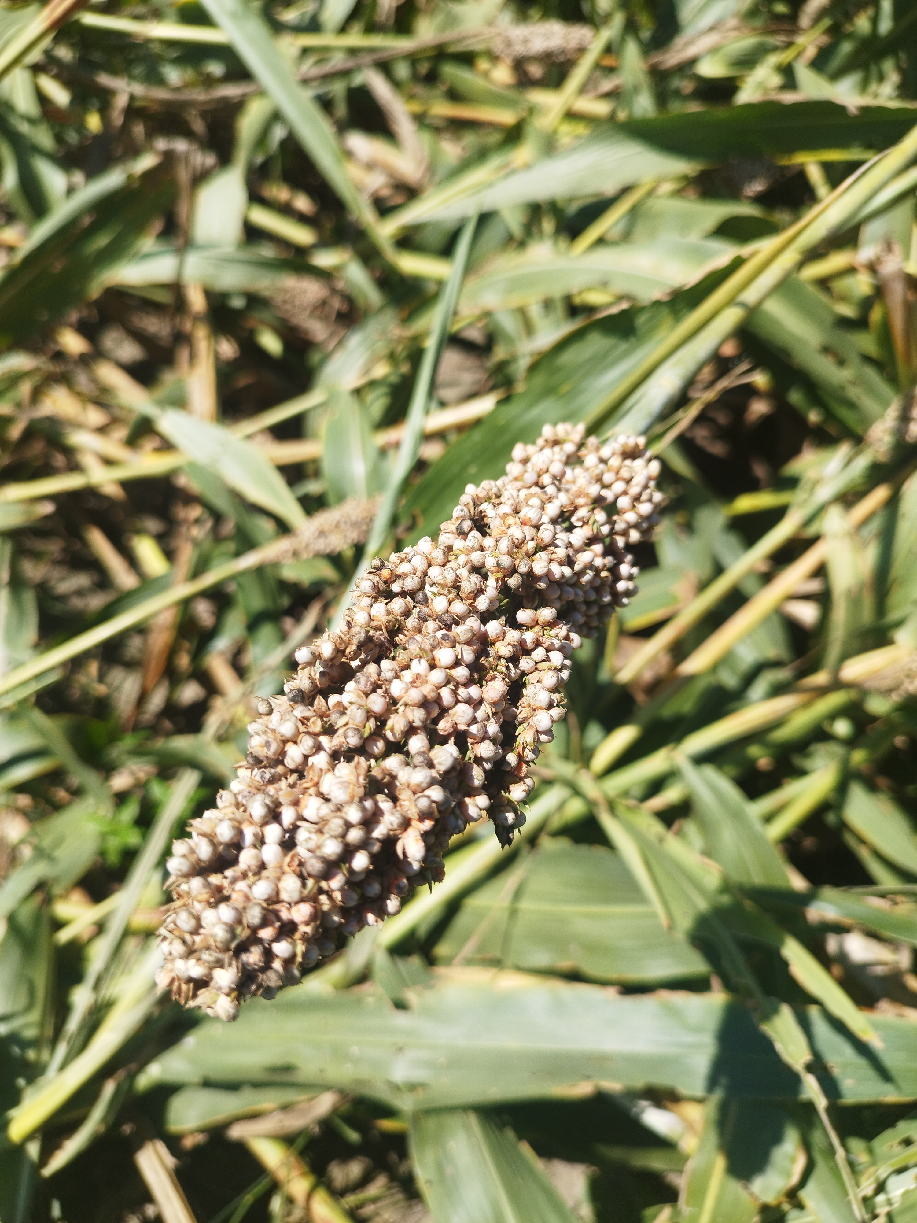 Panoja De Sorgo Dulce En Madurez Laura Restrepo