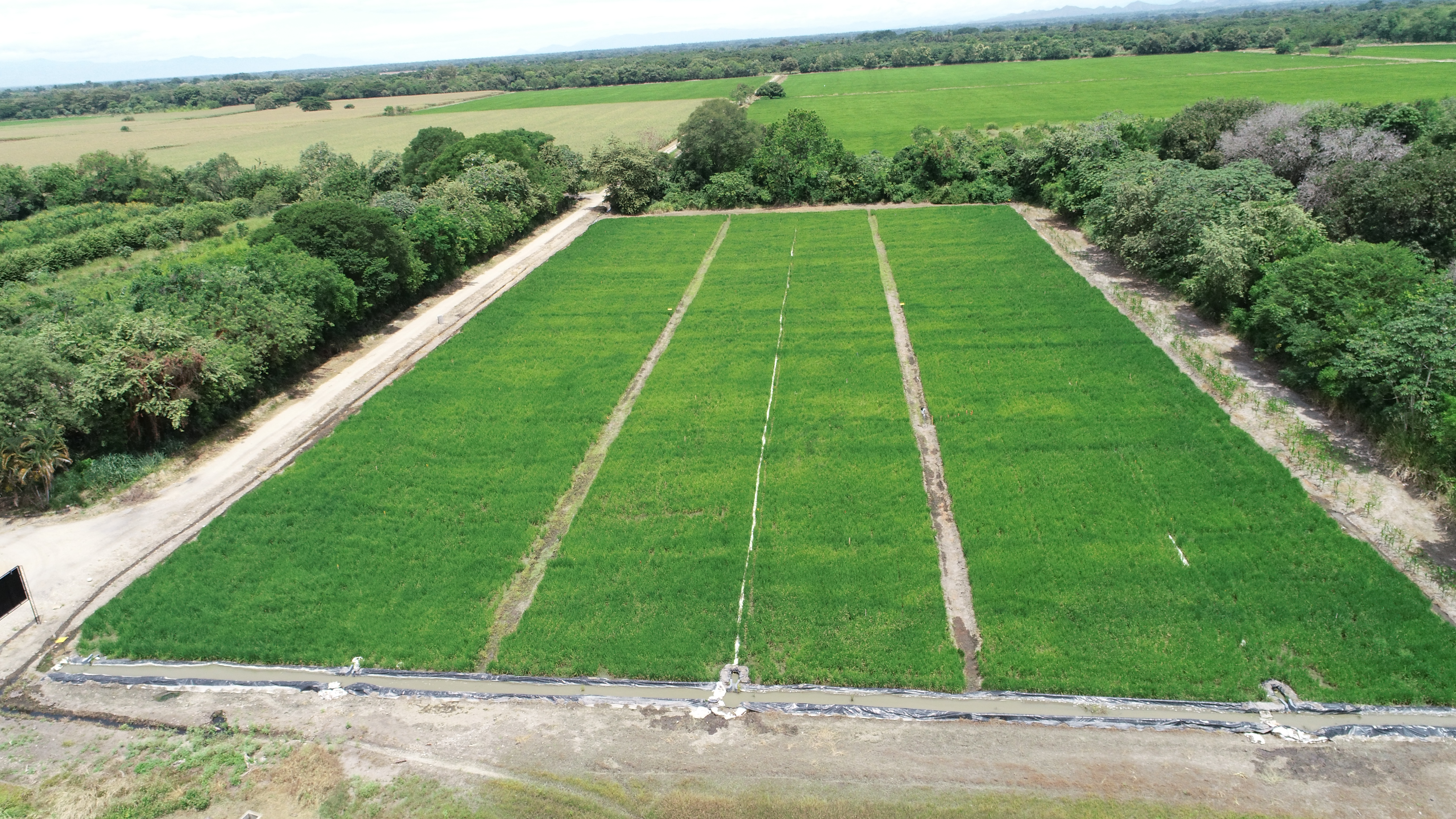 Riego por sitio específico para arroz en el valle cálido del alto Magdalena