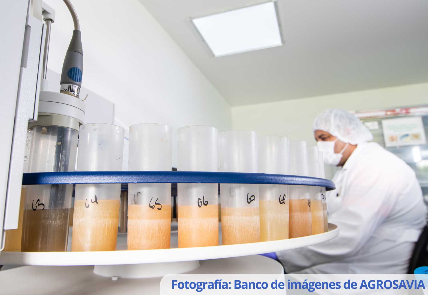 Banco De Imágenes AGROSAVIA (2)
