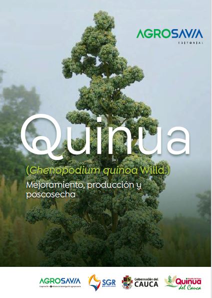 Quinua