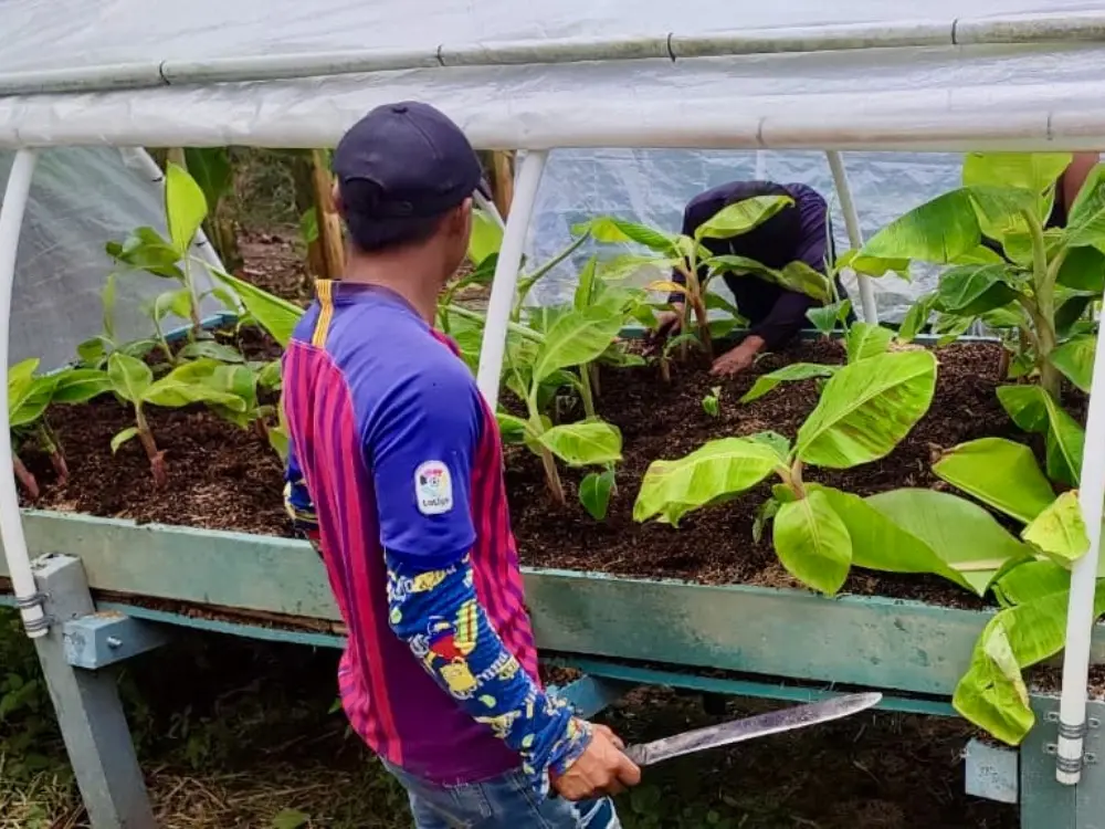 The Embera Chami of the Kerakar Reservation and AGROSAVIA