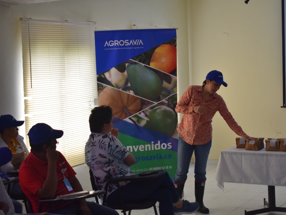 AGROSAVIA Fortalece Asociaciones De Productores De Fríjol Guandul Para Producir Semilla De Calidad2 AGROSAVIA