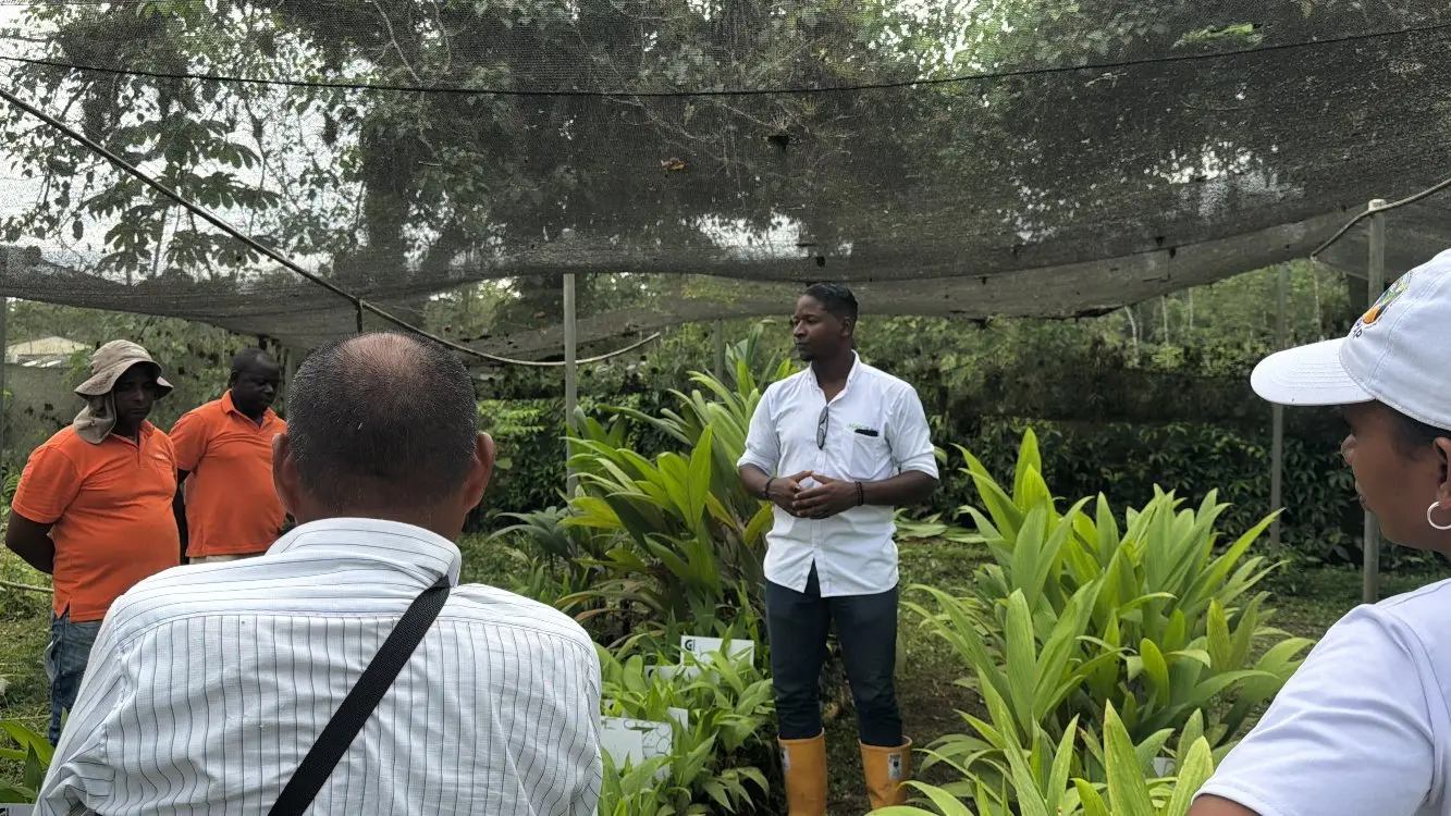 AGROSAVIA Fortalece La Conservación Y Producción De Chontaduro5 Fotor Webp
