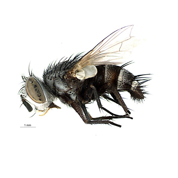 Tachinidae