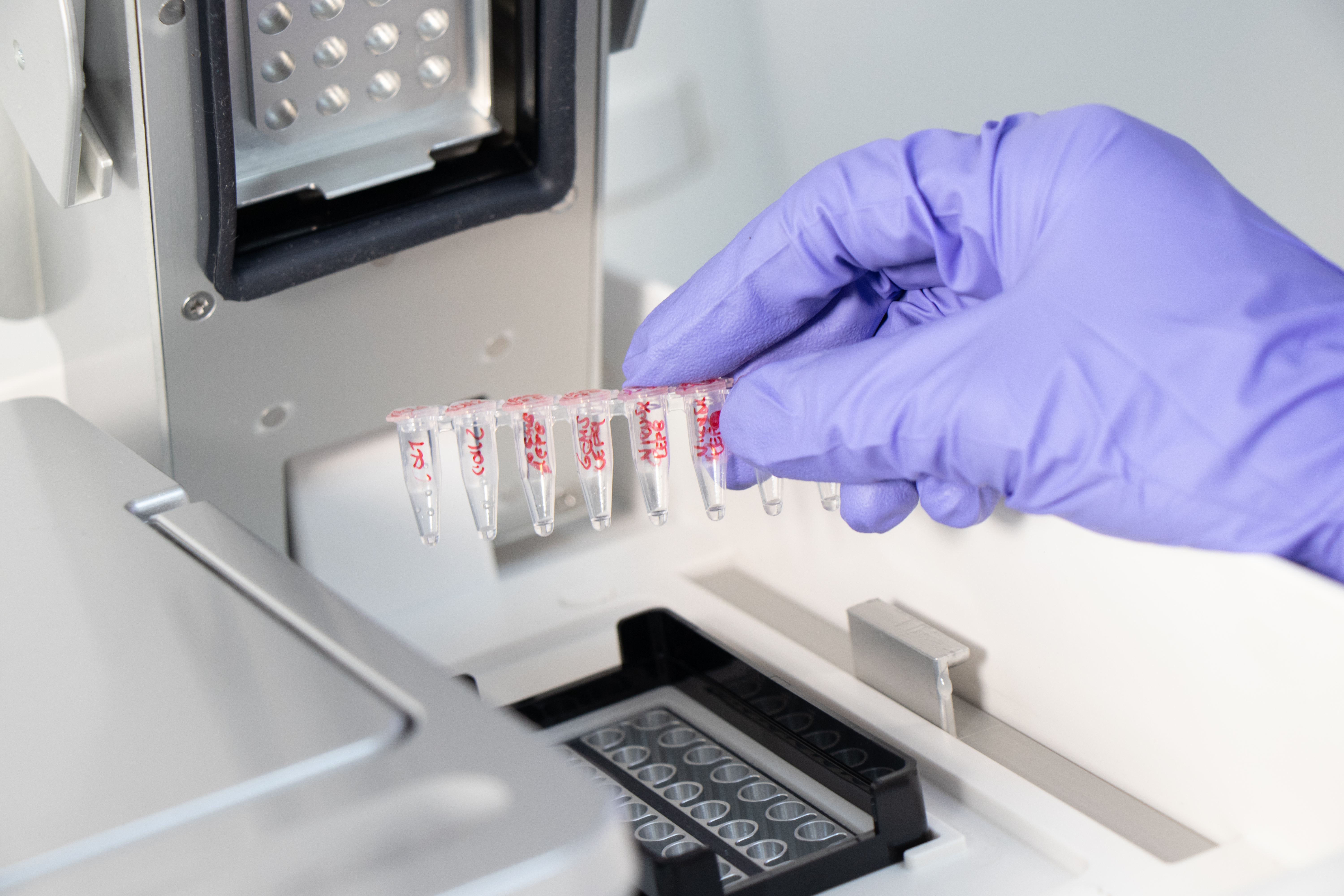 Servicio de diagnóstico molecular del virus de Leucosis bovina empleando metodología de PCR digital y PCR convencional