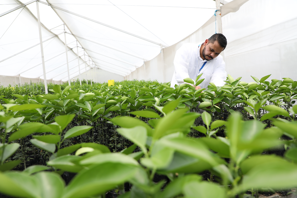 material de siembra de alta calidad de las especies cítricas para Colombia