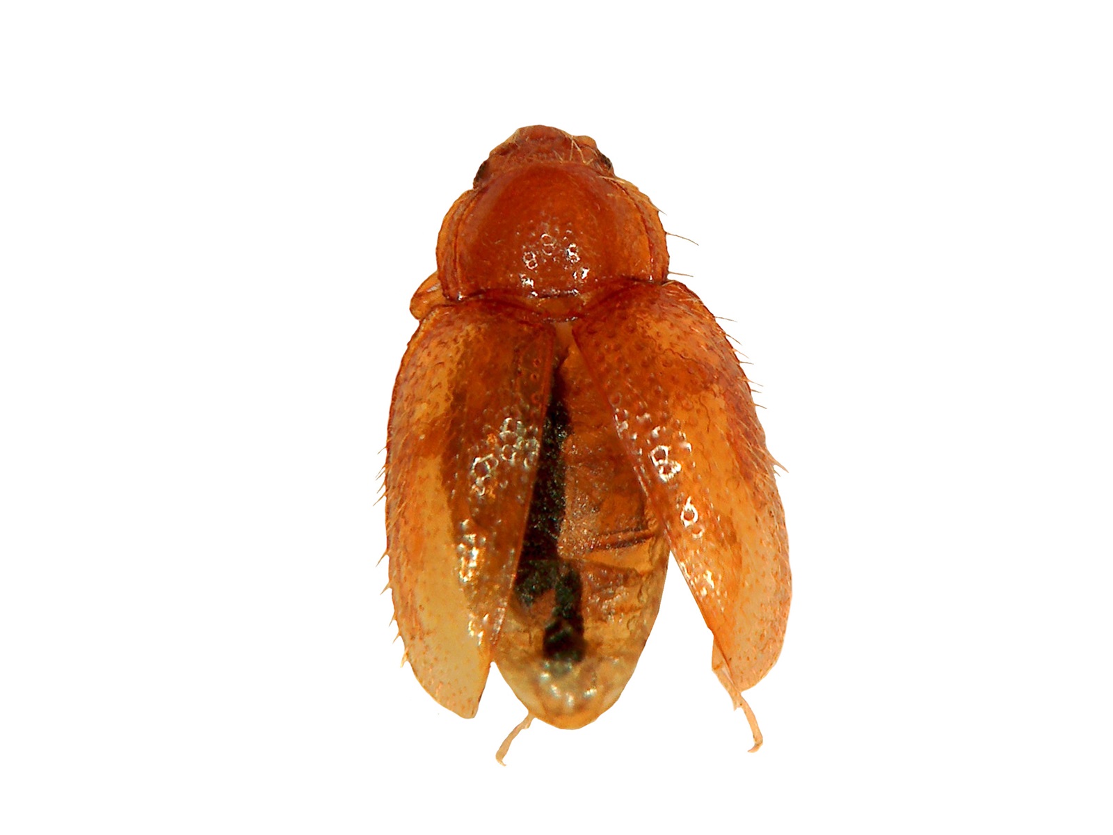 Mycetaea subterránea  (Fabricius, 1801) 