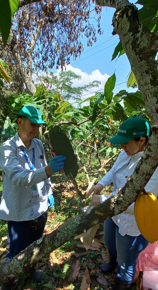 Proyecto Regional Cacao4 AGROSAVIA