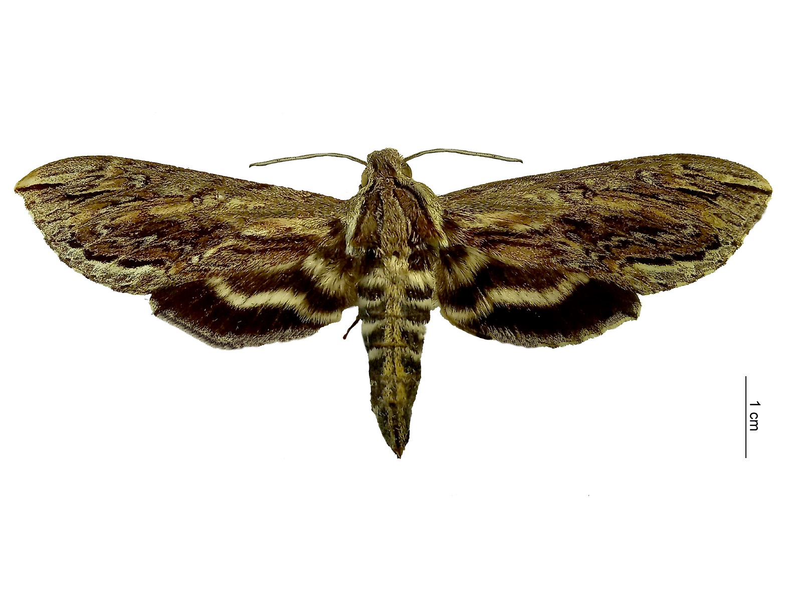 Lintneria merops (Boisduval, 1870) 